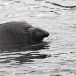 Photo by Marlene Bocast
Seven-week-old seal pup Emerson practices swimming.