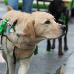 A decked-out dog walks in the parade.