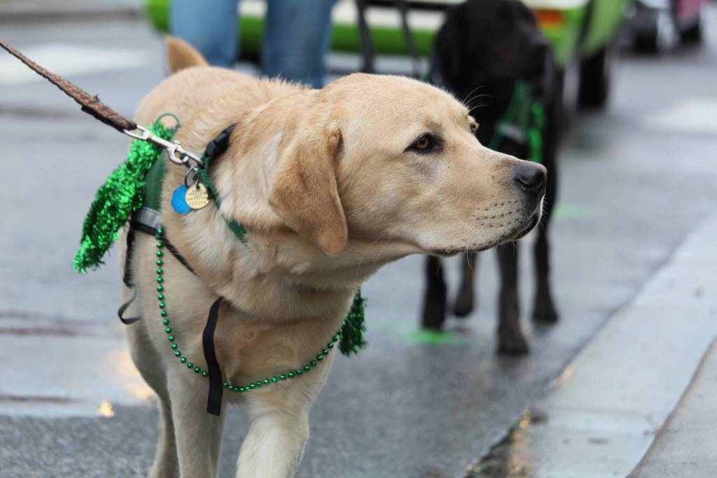 A decked-out dog walks in the parade.