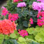 The Coupeville Garden Club will have a wide variety of flowers and plants available at its plant sale April 23. (Photo by Karina Andrew/Whidbey News-Times)