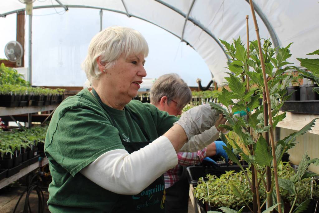 Linda Youngs works in the Coupeville Garden Club greenhouse. The club will host its 53rd annual plant sale April 23. (Photo by Karina Andrew/Whidbey News-Times)