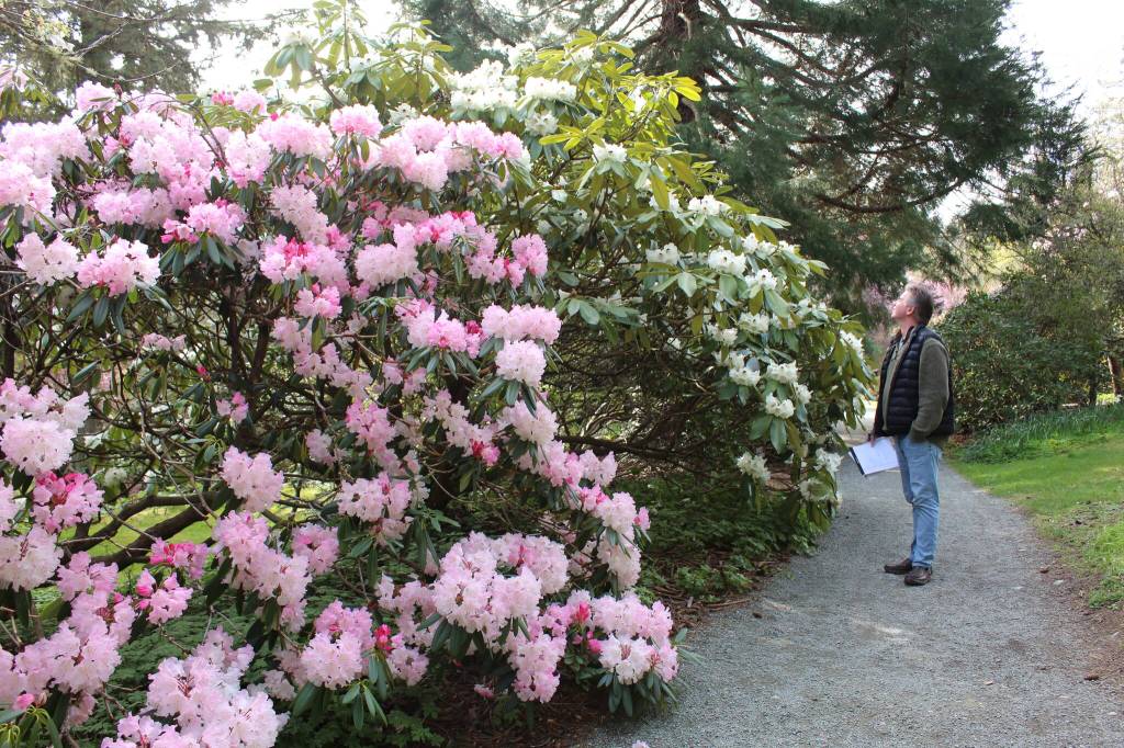 Meerkerk Gardens are in full bloom this time of year, with its famous rhododenrons and other flowers in all colors adorning its walking paths. (Photo by Karina Andrew/Whidbey News-Times)