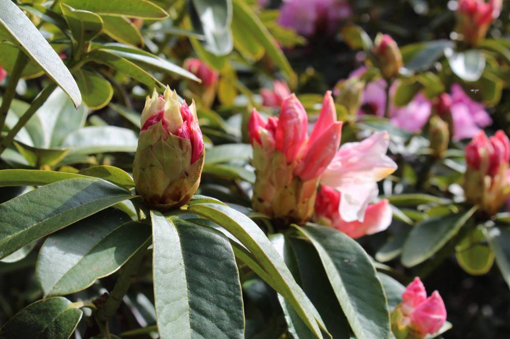 (Photo by Karina Andrew/Whidbey News-Times)