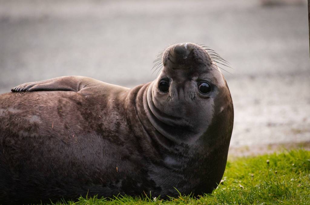 Photo by Dianne Norton