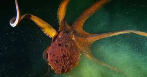 A giant pacific octopus swims in Puget Sound. (Photo by Florian Graner)