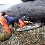 Researchers and volunteers recently examined a dead gray whale found on a Camano Island beach. (Cascadia Research Collective)