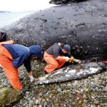 Researchers and volunteers recently examined a dead gray whale found on a Camano Island beach. (Cascadia Research Collective) 20220411