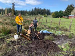 Photo provided
A South Whidbey cow was saved from a muddy predicament this week by South Whidbey Fire/EMS.