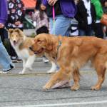 Several dogs walk in the parade. (Photo by Karina Andrew/Whidbey News-Times)