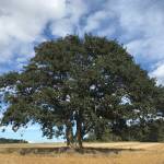 A Garry oak tree stands tall. (Photo by Laura Renninger)