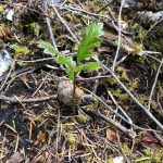 Emerging oak seedling. (Photo by Kyle Renninger)