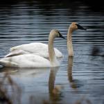 The solitary swan in the wetlands near Cultus Bay Road, left, enjoyed some company briefly when he was visited by another swan six months ago. The bird was found dead Wednesday, with cause of death unknown. (Photo by David Welton)