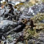 A hermit crab climbs over tidal pools exposed by low tides at Rosario Beach. (Photo by Karina Andrew/Whidbey News-Times)