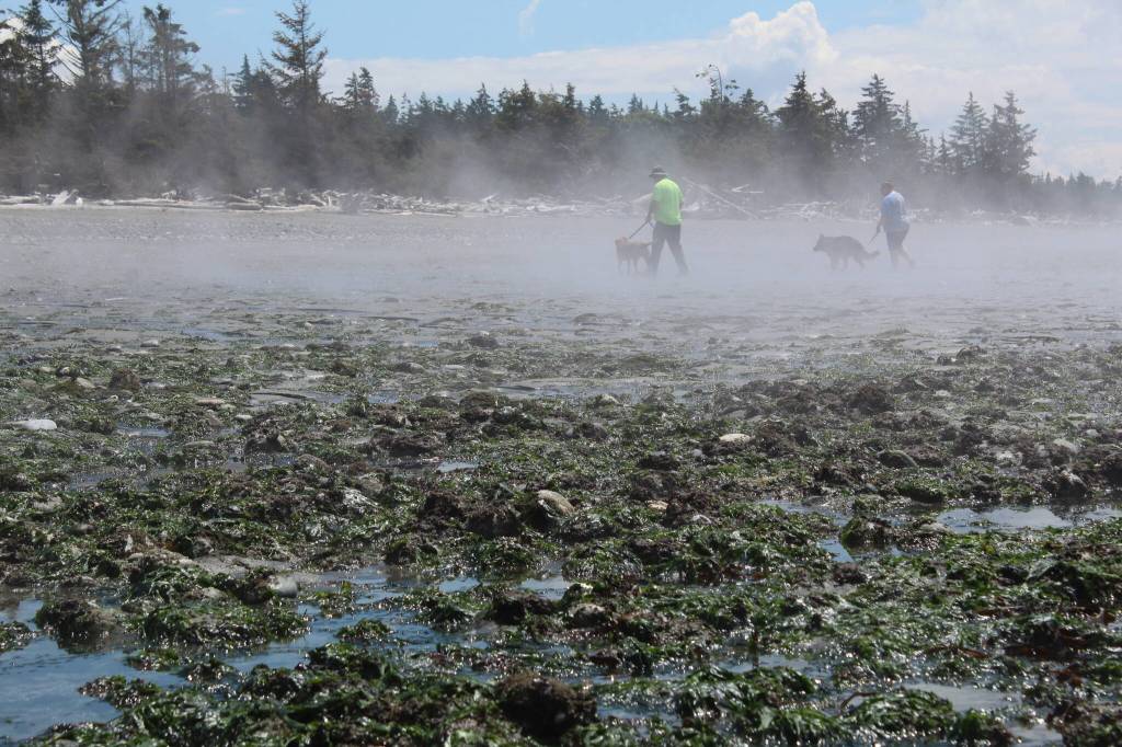 West beach visitors walk their dogs along a shore widened by super low tides Thursday. (Photo by Karina Andrew/Whidbey News-Times)