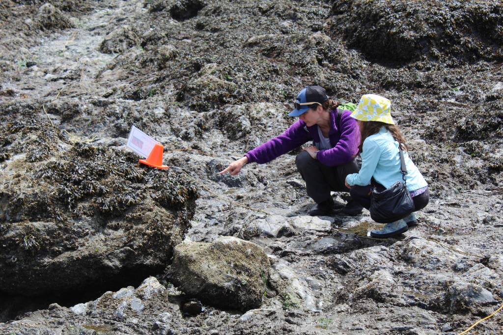 Beach-goers examine marine life in tidal pools at Rosario Beach. (Photo by Karina Andrew/Whidbey News-Times)
