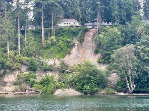 A landslide, visible from the South Whidbey Harbor, occurred Saturday evening in Langley. It involved at least three large trees. (Photo by Jesse Brighten)