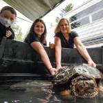 Melody Wrightson, center, and her mother, Debbie Wilkie, turn Gary the snapping turtle around to face the camera. Arya Bochantin, 10, looks on. Bochantins mother, Denice (not pictured), donated the pool where Gary currently resides. (Photo by David Welton)