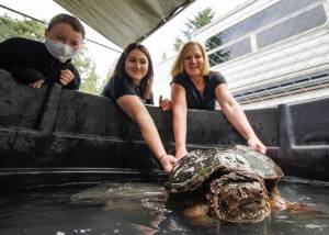 Melody Wrightson, center, and her mother, Debbie Wilkie, turn Gary the snapping turtle around to face the camera. Arya Bochantin, 10, looks on. Bochantins mother, Denice (not pictured), donated the pool where Gary currently resides. (Photo by David Welton)