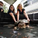 Melody Wrightson, center, and her mother, Debbie Wilkie, turn Gary the snapping turtle around to face the camera. Arya Bochantin, 10, looks on. Bochantins mother, Denice (not pictured), donated the pool where Gary currently resides. (Photo by David Welton)