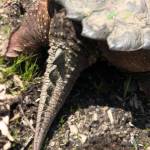 Garys spiky tail has a prehistoric appearance. (Photo provided by Debbie Wilkie)