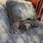 Gary the snapping turtle was found by an Island County road crew earlier this month. He is being nursed back to health by Critters & Co. Pet Center owner Debbie Wilkie. (Photo provided by Debbie Wilkie)