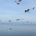 Spooked Seagulls by Matthew Ackerman