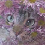 Green eye cat by Carly Vangiesen. I really liked that picture of my cat and when I put the flowers with it, I was trying to bring out his coloring in his eyes and fur, she wrote.