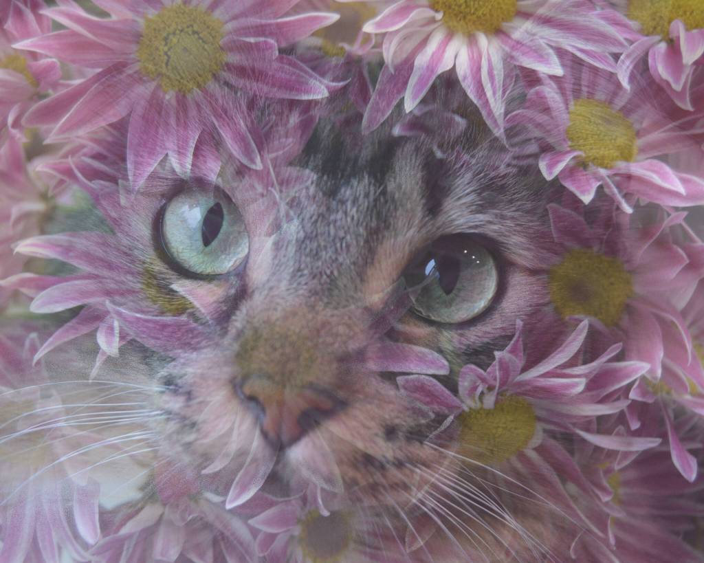 Green eye cat by Carly Vangiesen. I really liked that picture of my cat and when I put the flowers with it, I was trying to bring out his coloring in his eyes and fur, she wrote.