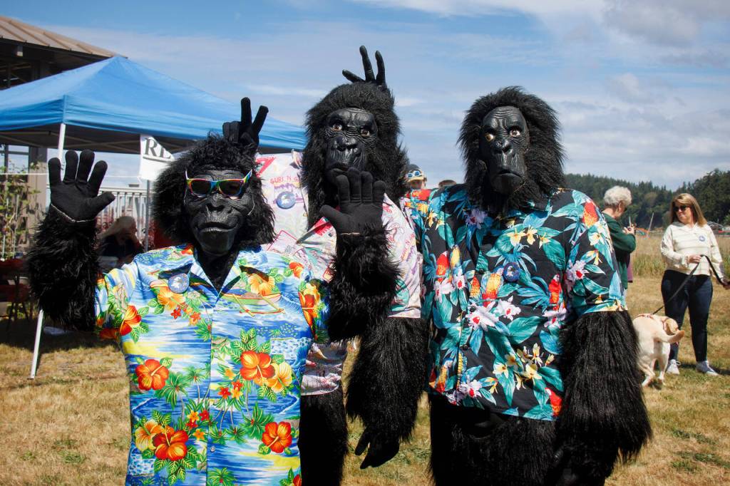 By David Welton
Hawaiian-shirt-wearting gorillas take part in the Maxwelton Parade.