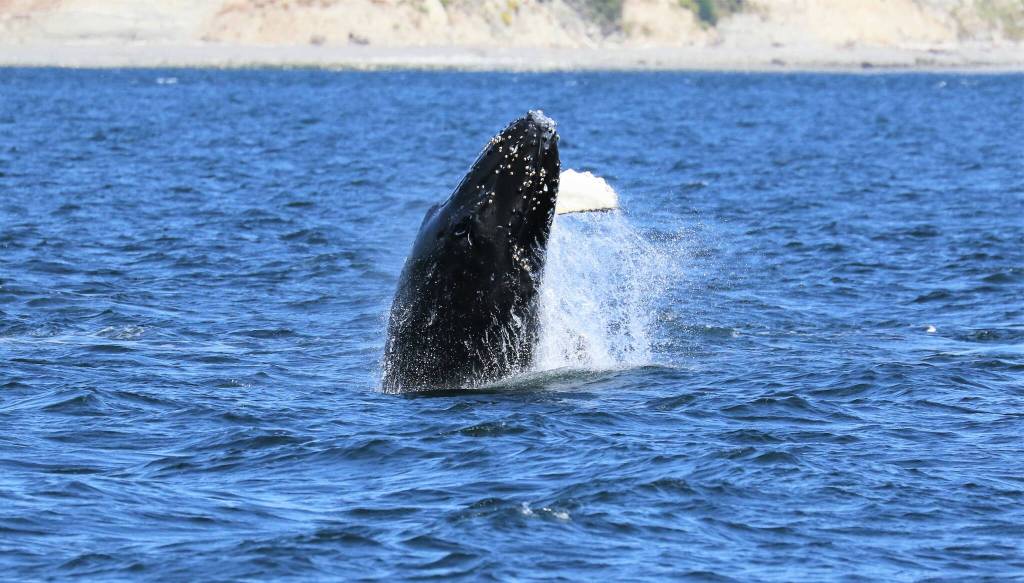 Photo by Jill Hein
Humpback whales have been spotted more frequently lately around Whidbey Island.