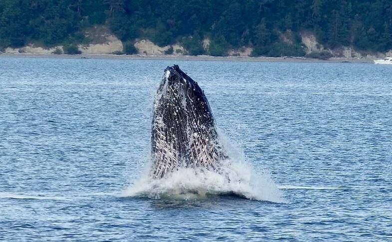 Photo by Aaron Gill
A humpback whale surfaces on July 7.