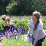Photo by Rachel Rosen/Whidbey News-Times Sara Berlowe and Rylan Johnson work and live on the Whidbey Herbal farm, as part of the Worldwide Opportunities on Organic Farms network.
