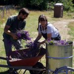 Photo by Rachel Rosen/Whidbey News-Times 
The Stantons fill a still with lavender to be distilled into oil.