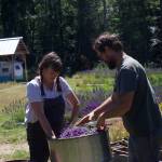 Photo by Rachel Rosen/Whidbey News-Times The Stantons fill a still with lavender to be distilled into oil.