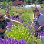 Photo by Rachel Rosen/Whidbey News-Times
From left, Sam Stanton, Sara Berlowe, Rylan Johnson and Caitlin Stanton harvest lavender.