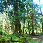 The Whidbey Camano Land Trust plans to preserve 300 acres of forest land that will be called the Lagoon Point Community Forest. (Land Trust photo)