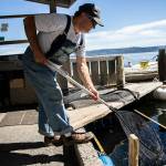 Possession Point Bait Company owner Dan Cooper fishes live herring out of his holding pond with a net on Wednesday, Sept. 7, 2022 in Clinton, Washington. (Olivia Vanni / The Herald)