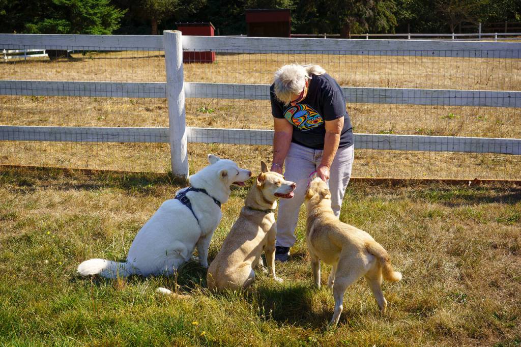 Karen Wolf, who adopted Treks sister Tundra, plays with (from left) Treks mother Meridia, her son Tanto and Trek.