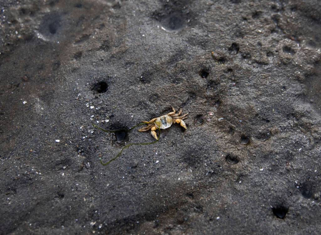 The shell of a crab sits on the beach at Windjammer Park on Sept. 12, in Oak Harbor. (Olivia Vanni / The Herald)