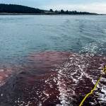 Remnants of red dye released to help check shellfish health on Monday, Sept. 12, 2022 in Oak Harbor, Washington. (Penn Cove Shellfish)