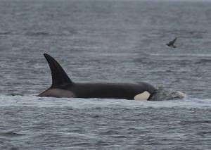 Photo by Jim Pasola/Orca Network
