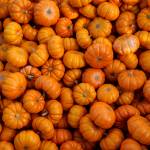 Photo by David Welton
A pumpkin-headed farmer takes it easy at Scenic Isle Farm in Central Whidbey.
Photo by David Welton
Little pumpkins grown on Central Whidbey are perfect for little ghouls and boys.