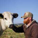 Photo by Rachel Rosen/Whidbey News-Times
Moo is a steer who has become part of the family. Bells Farm owner Kyle Flack said he is the ambassador animal for the farm.