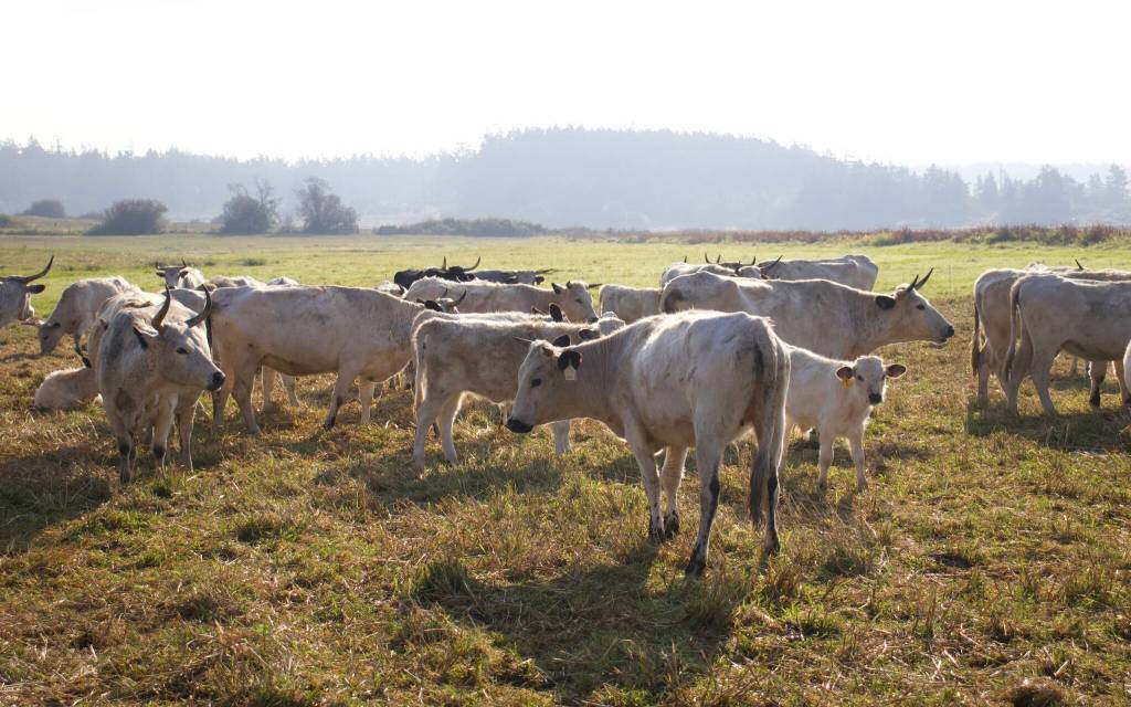 Photo by Rachel Rosen/Whidbey News-Times
Bells Farm has about 150 of the rare Ancient White Park Cattle; owner Kyle Flack estimates it is one of the biggest herds in North America.