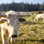 Photo by Rachel Rosen/Whidbey News-Times
All Ancient White Park Cattle have horns and almost all are completely white.