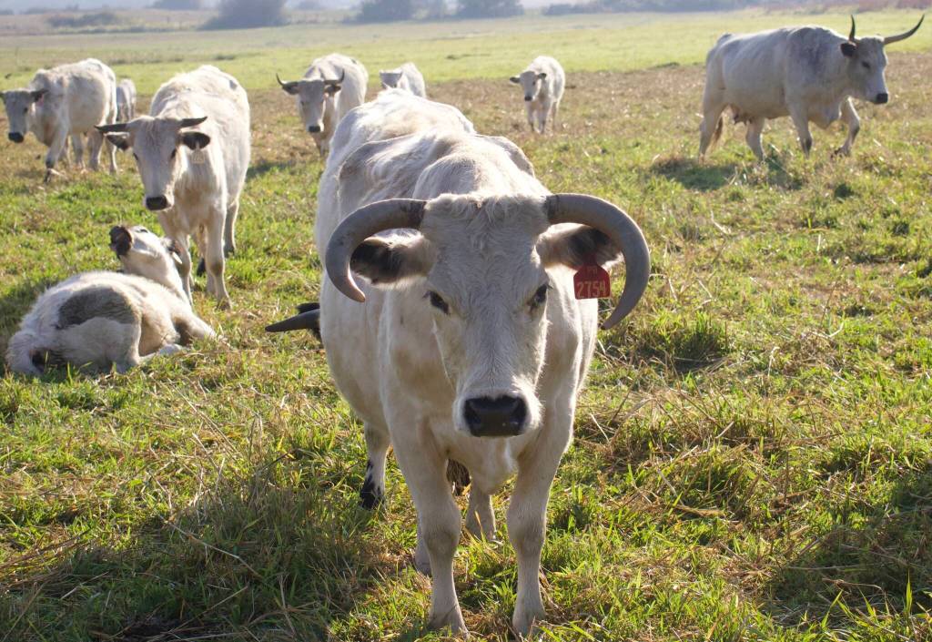 Photo by Rachel Rosen/Whidbey News-Times
Some members of the herd, such as this cow with downturned horns, are as old as 19.