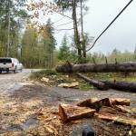 Photo by David Welton
Trees felled by this weekends strong winds make for difficult driving conditions on the South End.