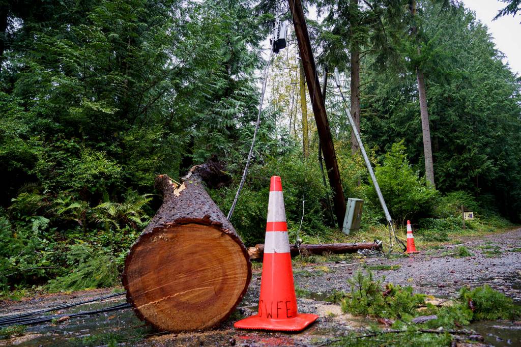 Photo by David Welton
Trees felled by this weekends strong winds make for difficult driving conditions on the South End.