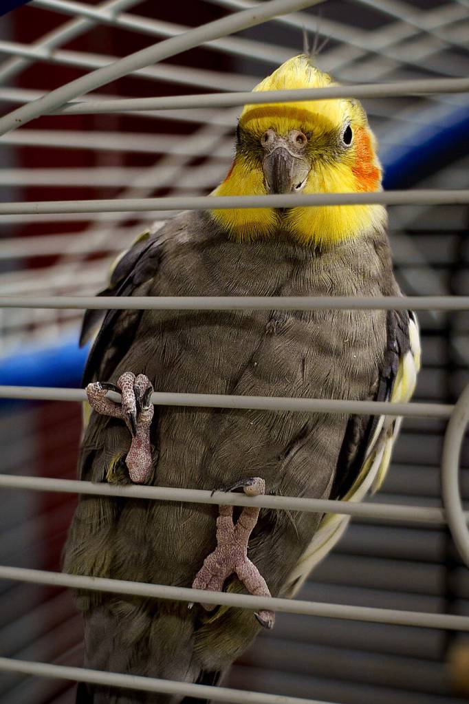 A cockatiel.