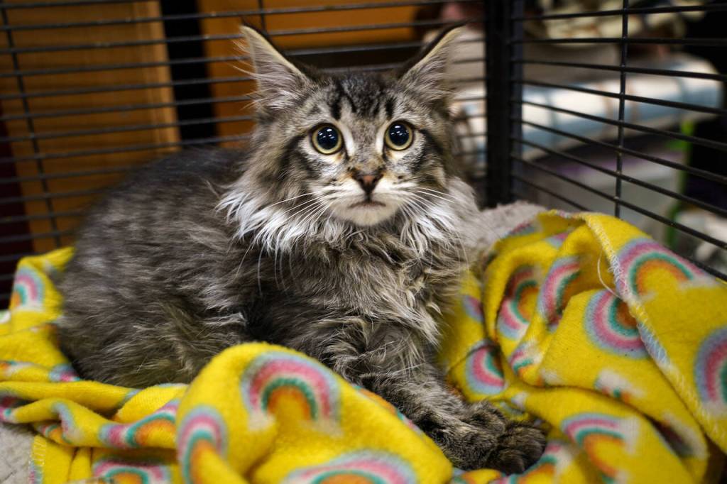 A cat awaits adoption.